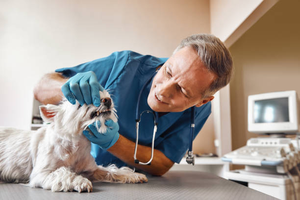 Best Emergency Treatment for Dental Infections or Abscesses in Masontown, PA